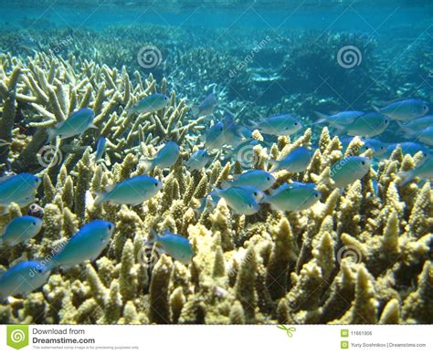 Pacific Ocean Reef Life Stock Photo Image Of