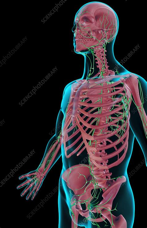 The Lymph Supply Of The Upper Body Stock Image F0013762 Science