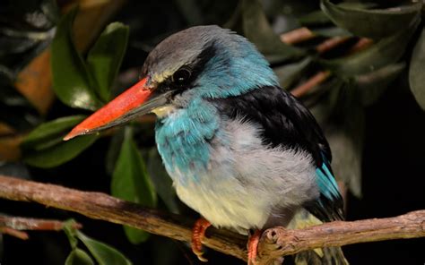 Wallpaper Birds Nature Branch Wildlife Kingfisher Beak Fauna