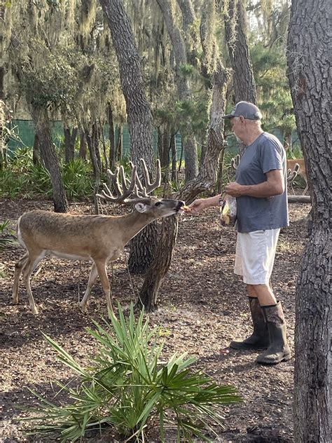 Floridas Top Whitetail Deer Breeder Trophy Deer Farm In Fl