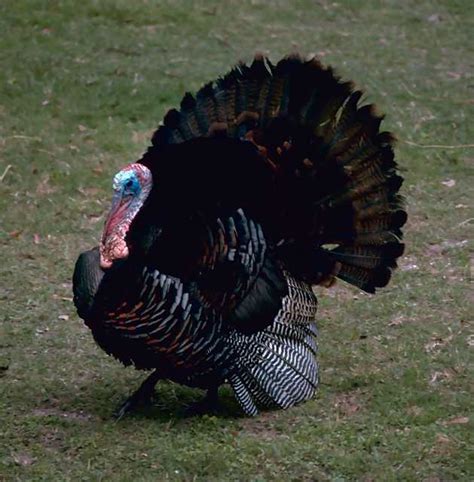 Males of both turkey species have a distinctive fleshy wattle, called a snood, that hangs from the top of the beak. THE ANIMAL for JUST: A turkey is a large bird in the genus ...