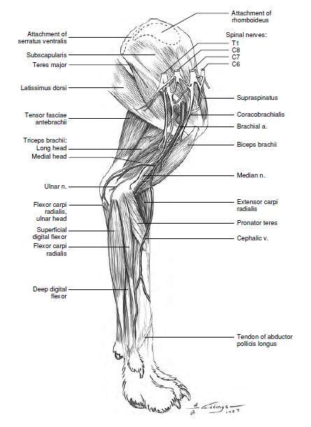 Dog anatomy, Vet medicine, Cat anatomy