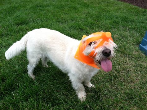 For instance, if the dog is. Animals That Got Stuck But Are Pretending Everything Is ...