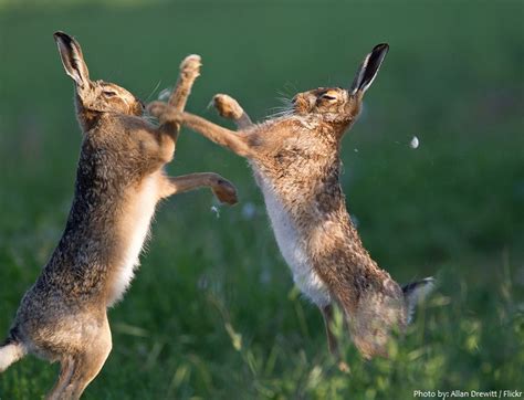 Interesting Facts About Hares Just Fun Facts