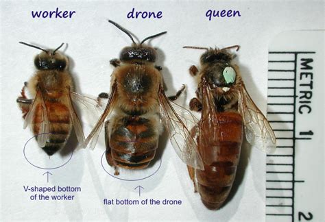 Worker Bee Drone Bee Queen Bee Drone Bee Bee Bee Facts