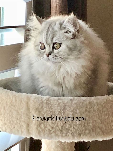 Our kittens are raised under foot, they sleep with our grandkids and have grown up on our ranch, with our donkeys, goats and doggies! Maine Coon Kittens Dallas Texas french bulldog rescue ...