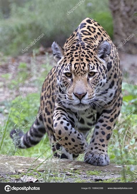 Jaguar facts, photos and videos the jaguar loves the brazilian wetlands where it catches caiman, anacondas and turtles right in the water, dragging them out to dine on a marshy bank. Wild Jaguar animal — Stock Photo © EBFoto #168642288