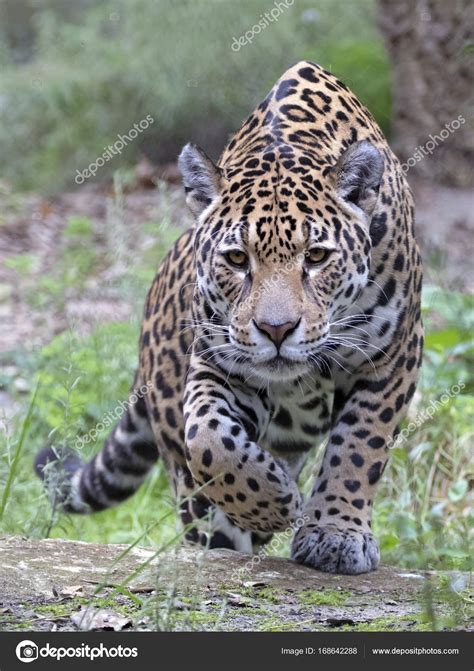 The jaguar (panthera onca) is a large felid species and the only living member of the genus panthera native to the americas. Wild Jaguar animal — Stock Photo © EBFoto #168642288