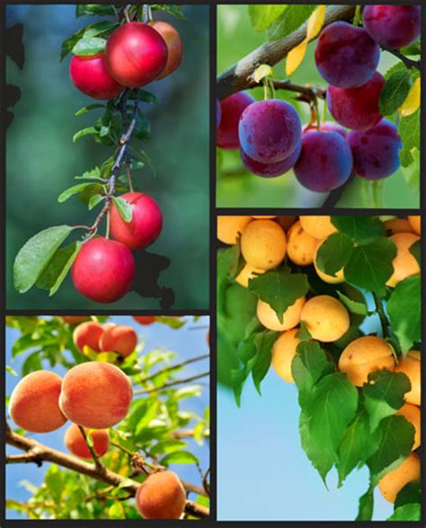 Maybe you would like to learn more about one of these? Fruit Tree Pruning