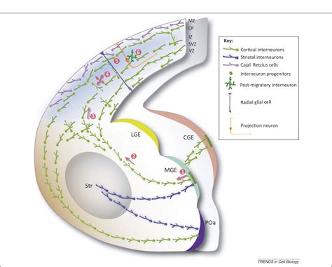 Decision Making During Interneuron Migration In The Developing Cerebral