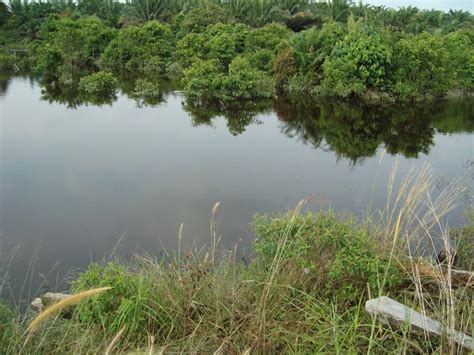 Approfitta di un gran numero di hotel a sungai besar. TANAH DI TANJUNG API API DIJUAL DI TEPI SUNGAI BESAR ...