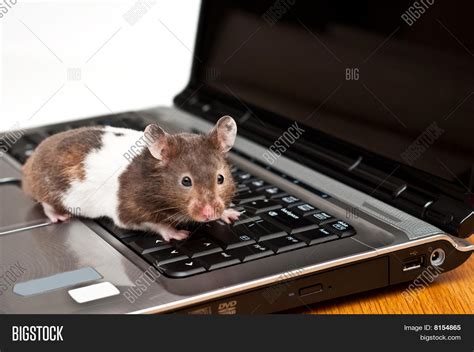 Syrian Hamster Image And Photo Free Trial Bigstock