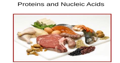 Proteins And Nucleic Acids Nucleic Acids Function Food Sources High