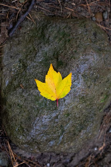 Golden Maple Leaf On Rock • Free Nature Stock Photo