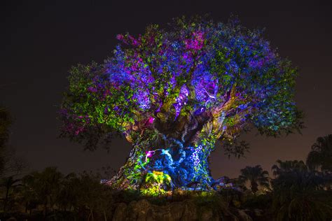 Video The Tree Of Life Awakens At Disneys Animal Kingdom
