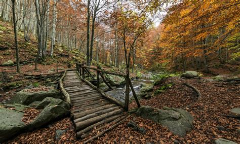 Autumn Colorful Landscape Wood Bridge In The Forest Stock Image