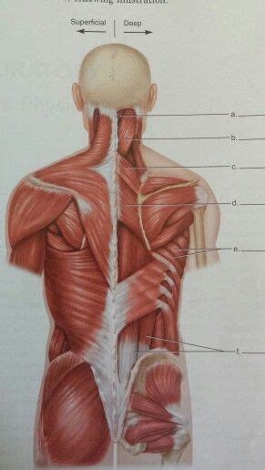 Posterior Muscles Unlabeled Muscle Anatomy Muscular System Back Muscles