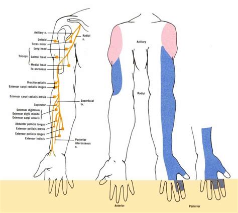 Radial Nerve Anatomy Radial Nerve Palsy And Radial Nerve Injury In 2021