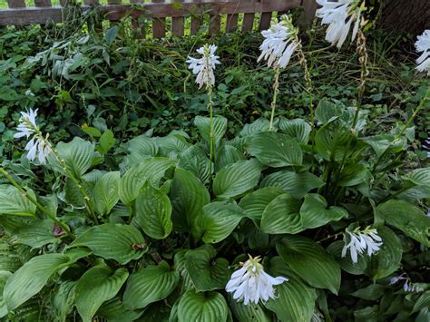 Hostas Are Blooming White Flowers Glossy Leaves
