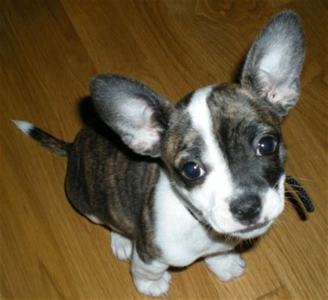 boston huahua boston terrier chihuahua mix info puppies pictures