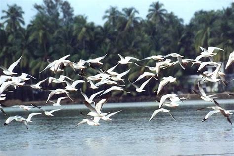 White Flock Wildlife Sanctuary Lake Trip Migratory Birds