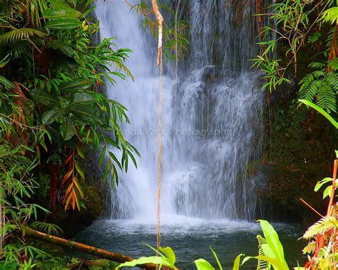 Hawaii Akaka State Park Waterfall Photograph Tropical Decor Fine Art