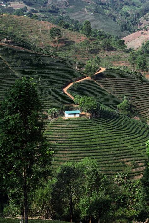 Asia Thailand Chiang Rai Mae Salong Tea Plantation Stock Image Image Of Chiang Thailand 60428181