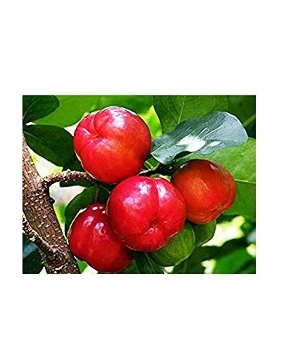 Famous Garden Live Barbados Cherry Fruit Plant With Pot Outdoor Plant