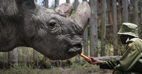 Sudan The Last Male Northern White Rhino Dies At Age 45