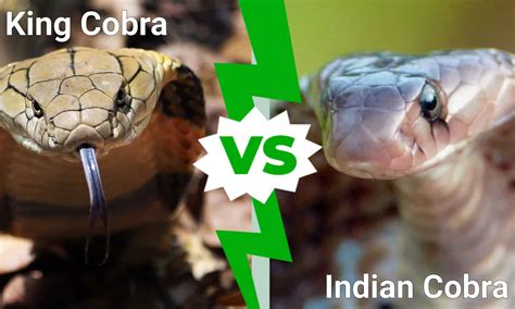 King Cobra Vs Indian Cobra Quali Sono Le Differenze