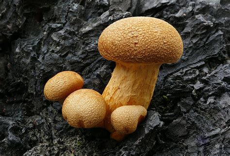 Free Images Nature Meadow Autumn Soil Fungus Mushrooms Agaric