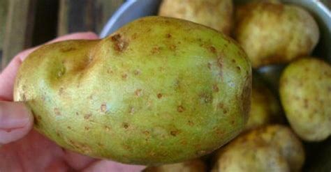 Kann man grüne Kartoffeln essen