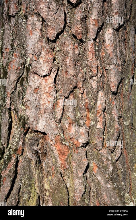 Détail De Lécorce De Pin Sylvestre Pinus Sylvestris Photo Stock Alamy