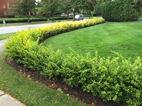Caring For Hedges Bobbies Green Thumb