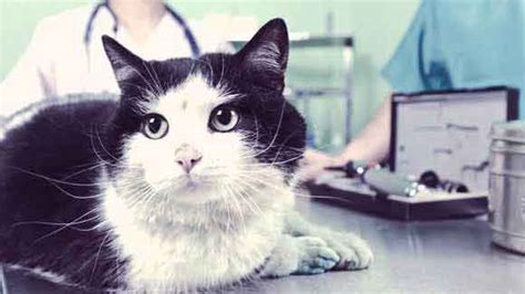 Wounds on a cat's skin can be caused by allergic reactions, parasitical infestation, various infections as well as trauma from fighting. How to Treat a Cat's Wound - PetCareRx