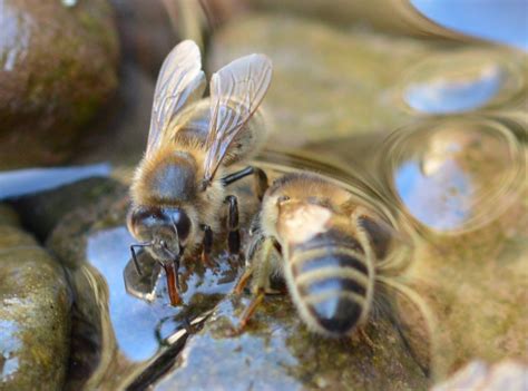 Are there many dead and dying bees in the front of the hive? Why do Honey Bees forage for Water in spring time