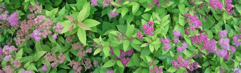 Gold mound spirea (spiraea japonica) gets its name from its leaf color and the shrub's overall shape. Pruning Potentilla, Spireas and Other Summer Blooming ...