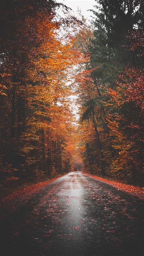 Autumn Road Wallpaper Iphone Android Fotografia De Outono
