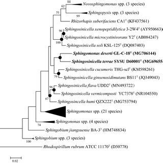 Maximum Likelihood Phylogenetic Tree Based On S Rrna Gene Sequences Download Scientific