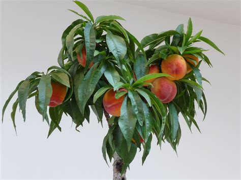 Dwarf Peach Trees Are Perfect For Growing In Containers Dwarf Peach