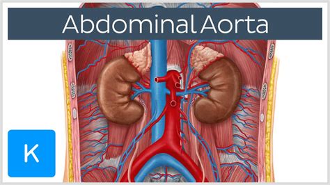 Abdominal Aorta Branches And Anatomy Human Anatomy Kenhub Youtube