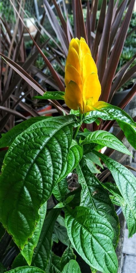 It also has dark green, ovate leaves that are generally about 6 inches in length. Yellow Shrimp Plant | Unique plants, Plants, Water features