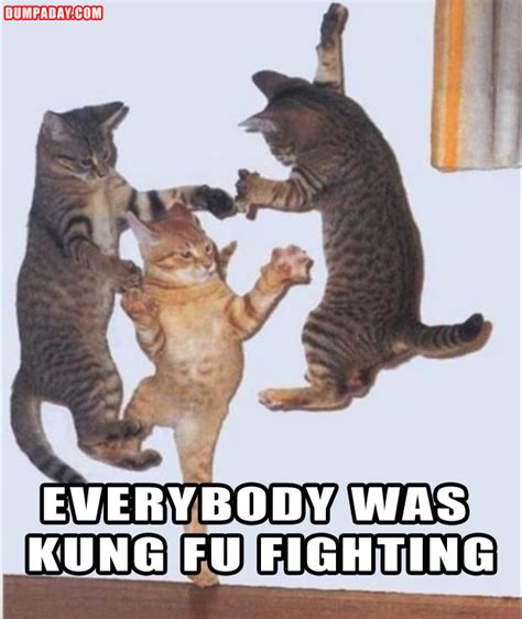 Funny Pictures Kung Fu Fighting Cats Dump A Day