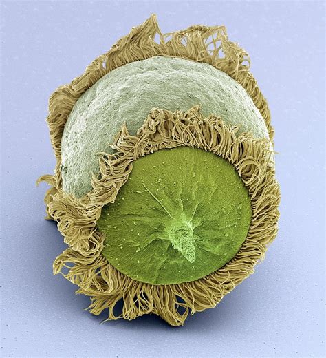 Sign up for free today! Didinium Ciliate Protozoan Photograph by Steve Gschmeissner