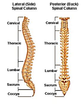 The high back bone family name was found in the usa in 1920. Coccydynia Pain Management in Fort Lauderdale FL