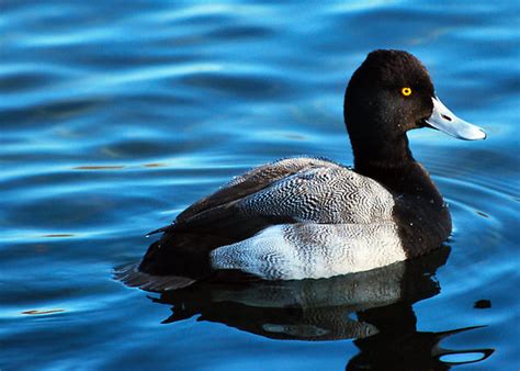 For always there will be greater and lesser persons than yourself. Scaups | On The Shores Of The Wild World