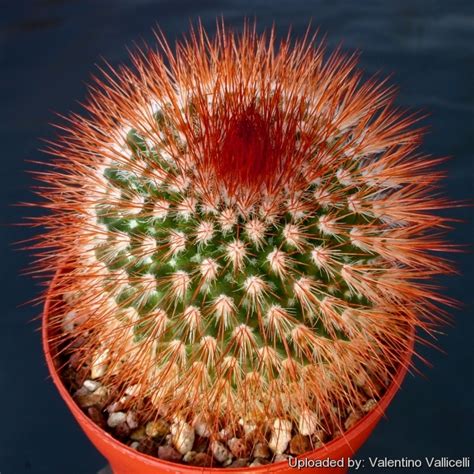 What is this cactus and how should i take care for it? Mammillaria spinosissima f. rubrispina