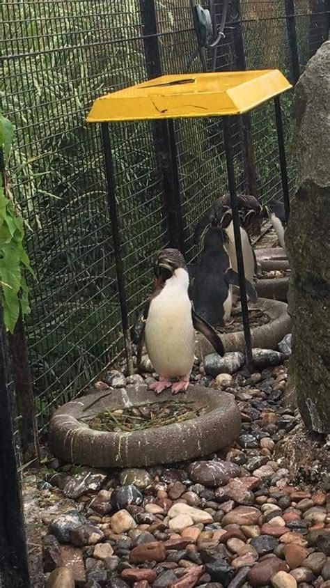 Penguin Rock Edinburgh Zoo 🐧 Edinburgh Zoo Penguins Outdoor Decor