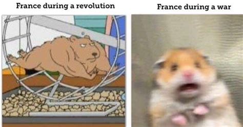 Hamster Meme 9gag