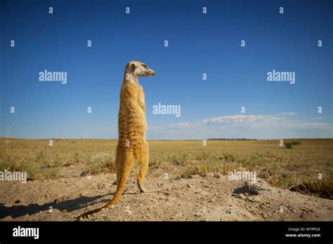 Meerkat Suricata Suricatta Standing To Survey Its Territory On The